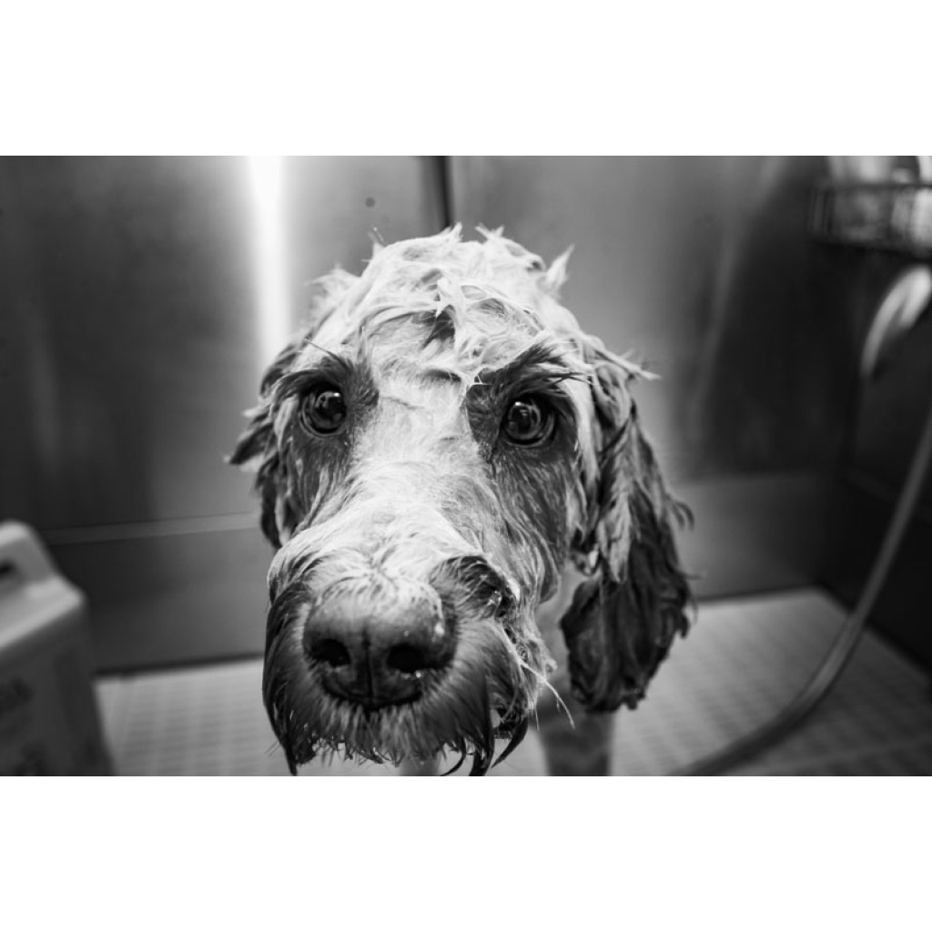 Book Online, Dog Groomers, Pet Grooming, Online Booking | Ealing