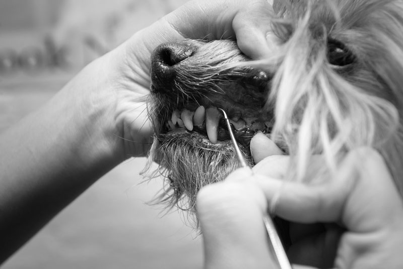 Ultrasonic Teeth Cleaning, Dogs, Ealing, London | Peefer Dog Groomers